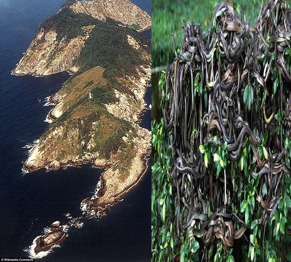 Stay away from this worlds deadliest snake island