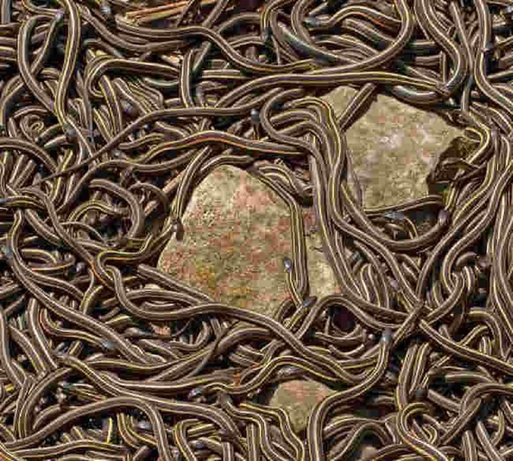 Stay away from this worlds deadliest snake island