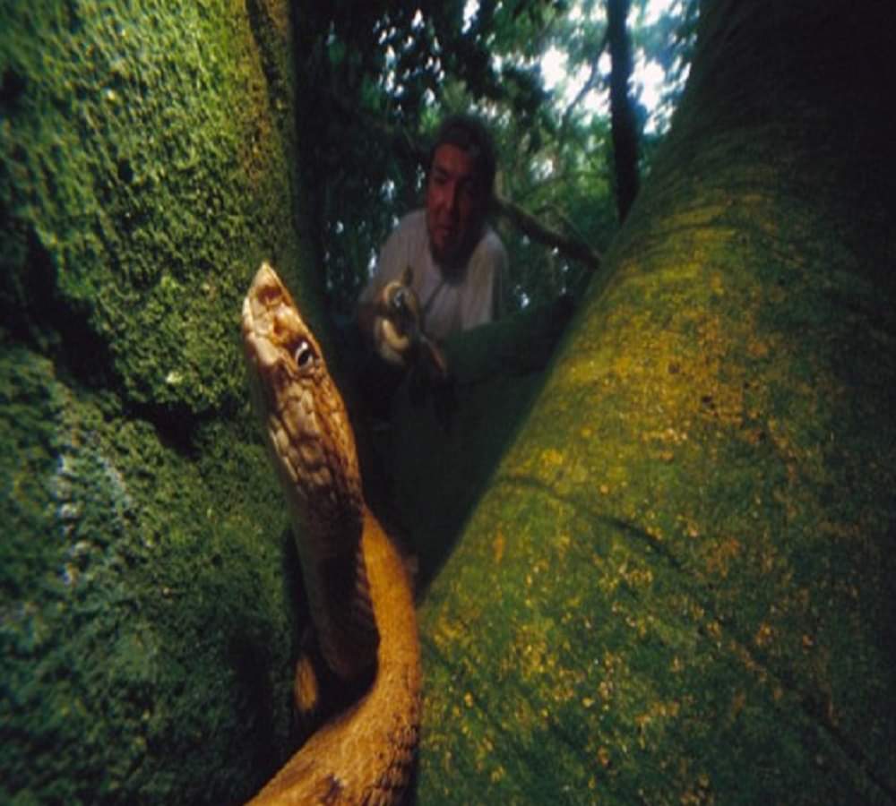 Stay away from this worlds deadliest snake island