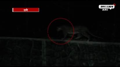 THANE RESIDENTS IN FEAR AFTER LEOPARD SEEN IN COSMOS SOCIETY
