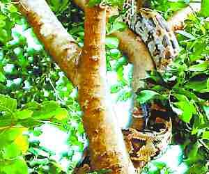 Big Python found on tree