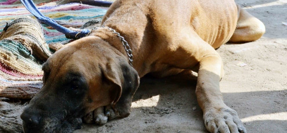 dog died as his platelets decreased