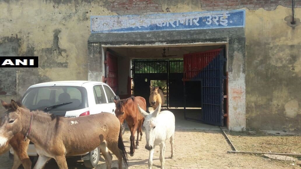 Uttar pradesh police released 8 donkeys after 4 days from prison of Urai jail 
