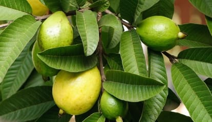 baby lost his eye in breaking guava