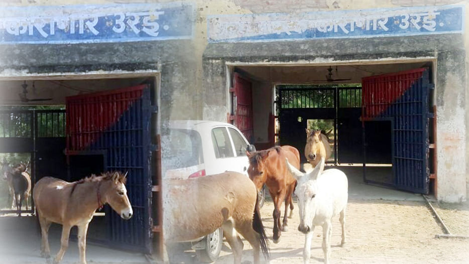 Jalaun Police release a herd of donkeys from district jail
