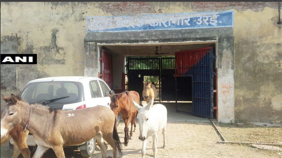 Jalaun Police release a herd of donkeys from district jail