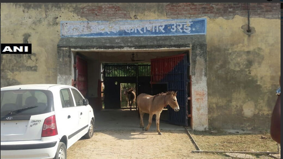 Jalaun Police release a herd of donkeys from district jail