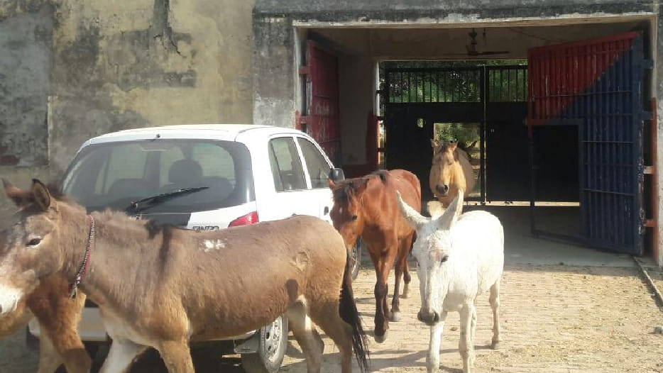 Jalaun Police release a herd of donkeys from district jail