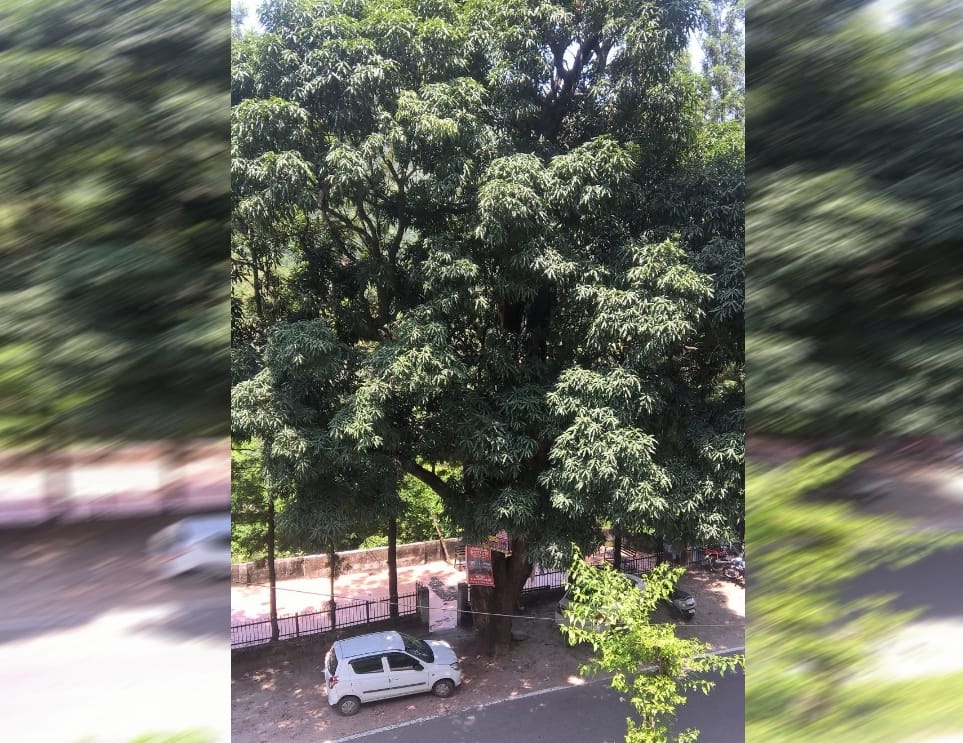 Delhi will save the wall of 31 lakh indigenous trees from the suffocating layer of dust