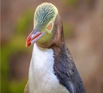 worlds most endangered penguin population crashes