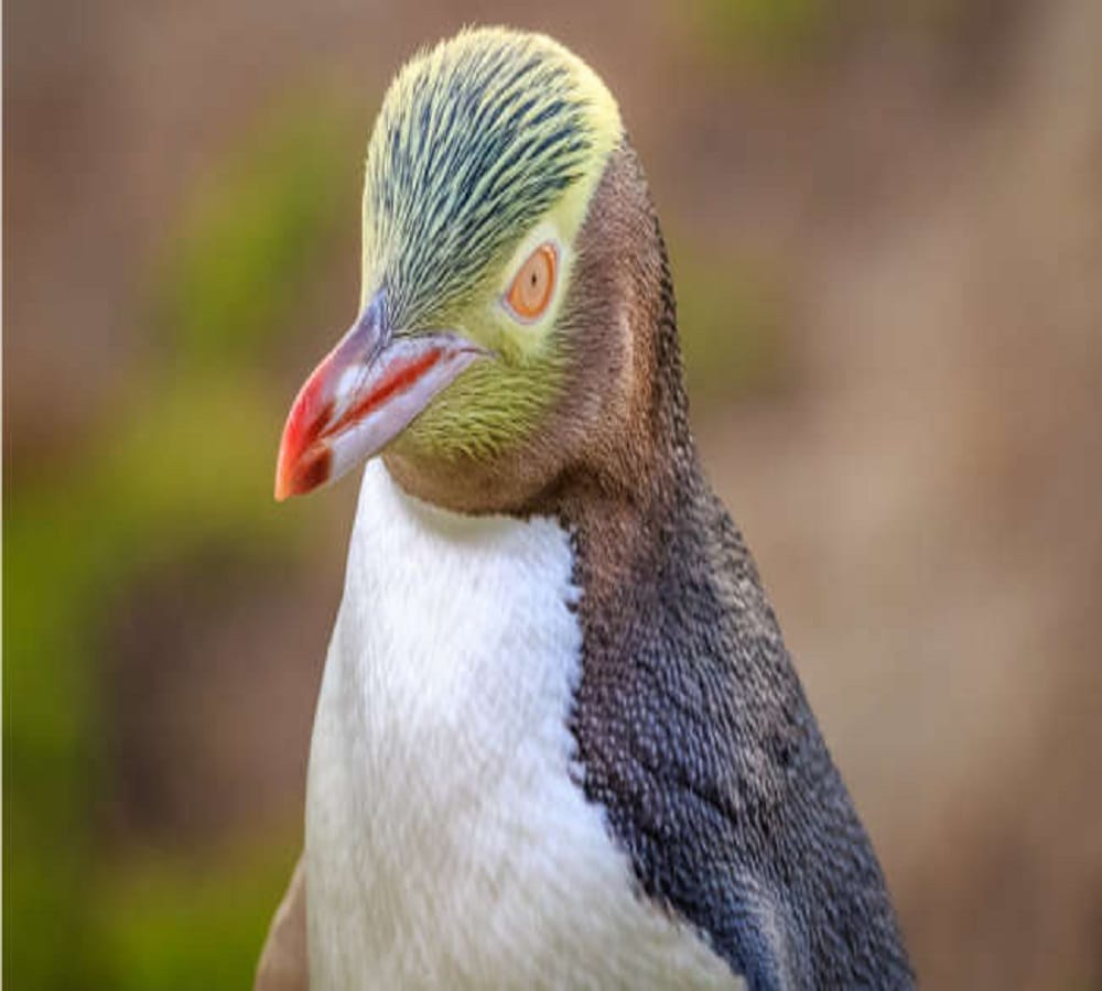 Scientists found giant fossil of penguin