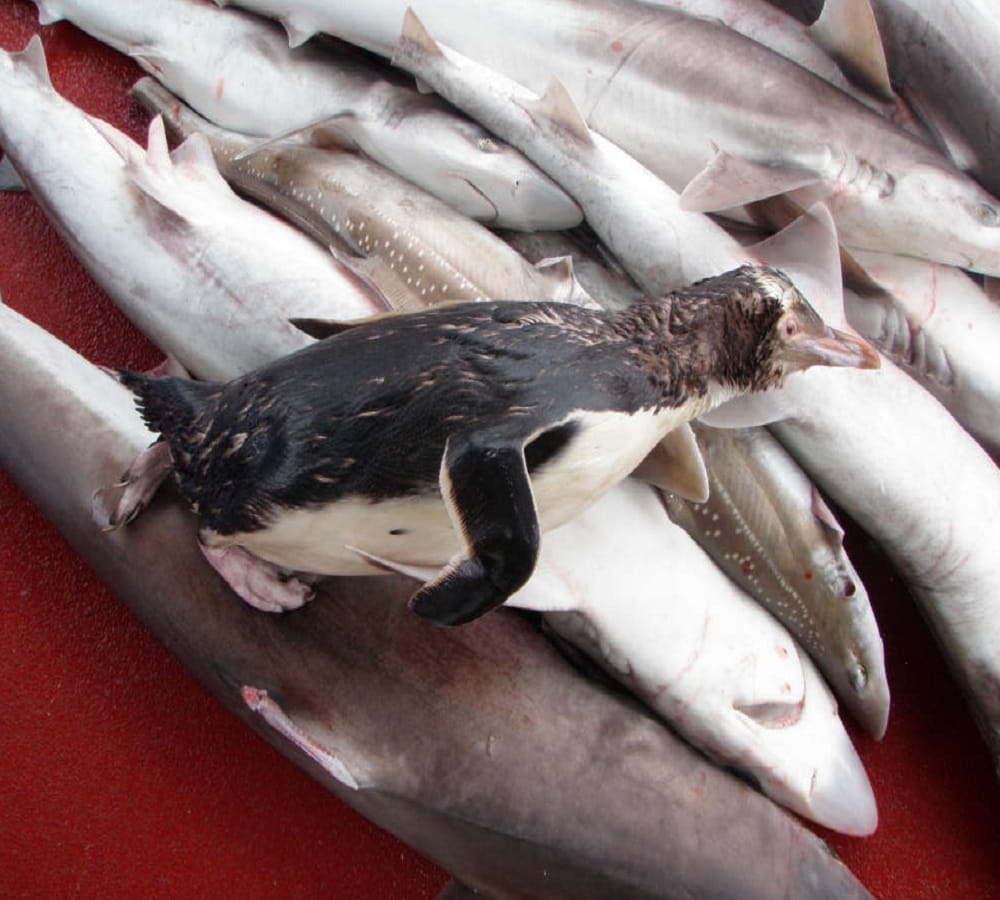 worlds most endangered penguin population crashes