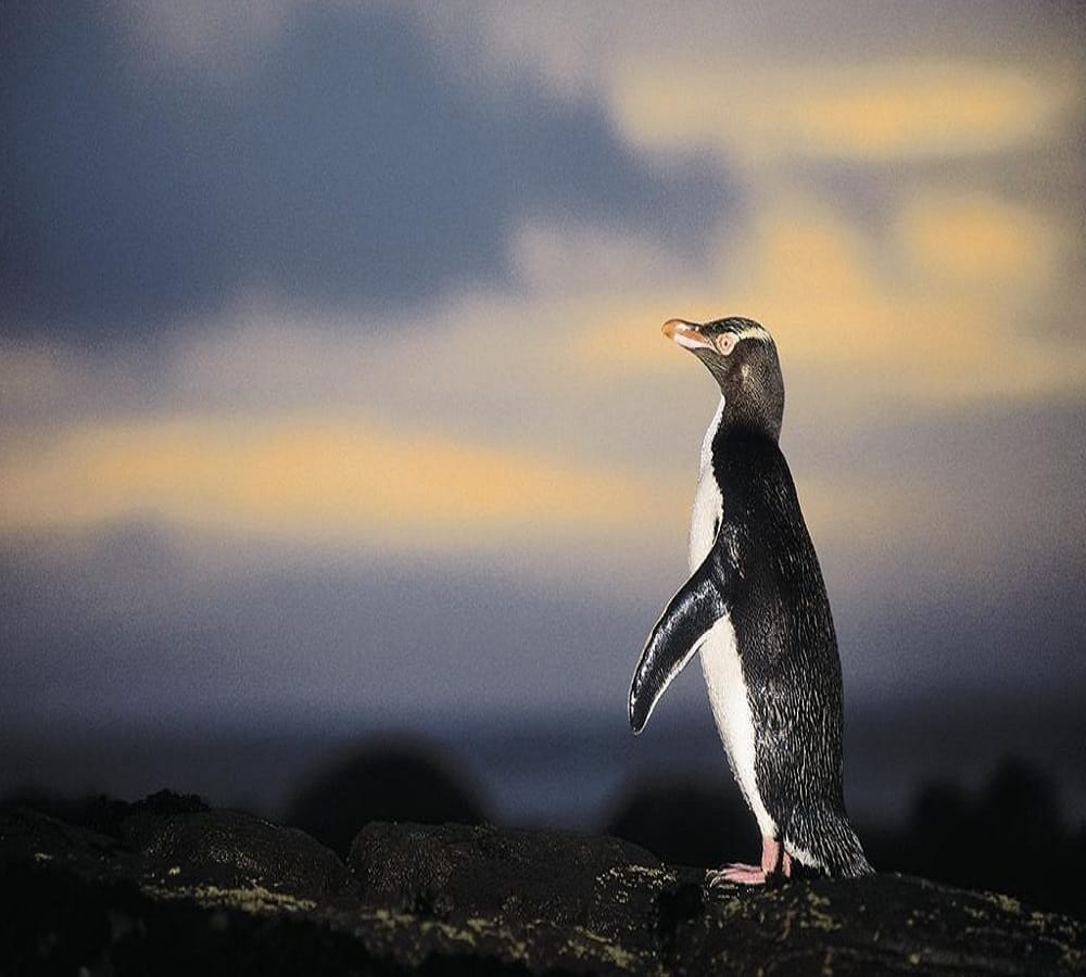 worlds most endangered penguin population crashes