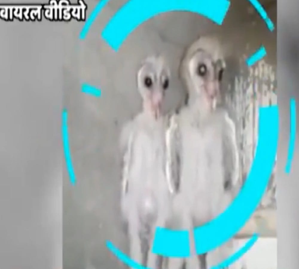 viral truths behind viral video of two aliens in vishakhapatnam