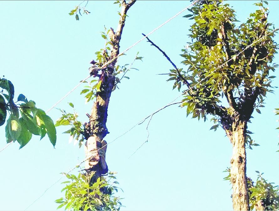 Electric wire tied to trees are given to the accident
