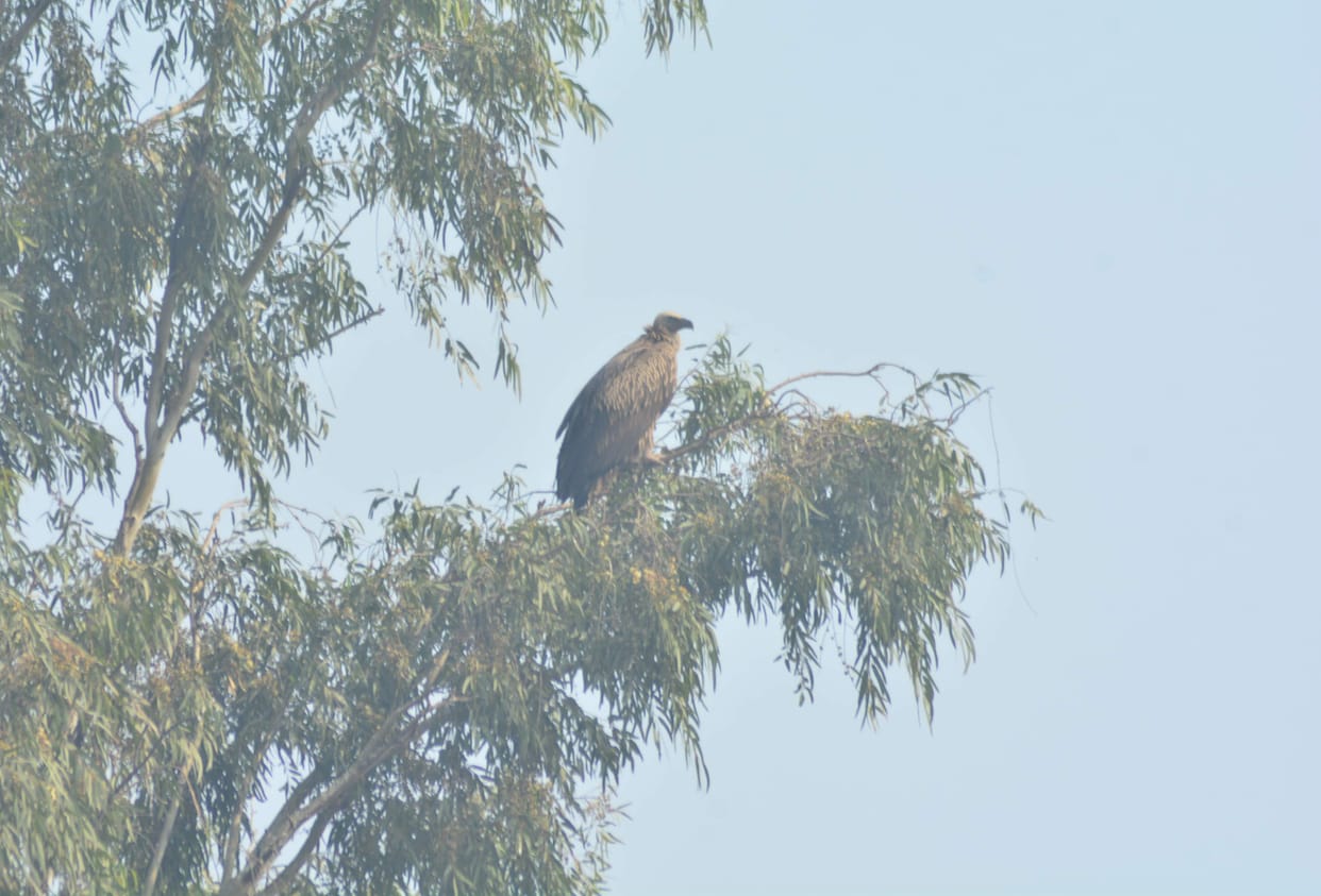 CM lays foundation stone of Vulture Conservation Center, said - Wildlife and forest increased in three years