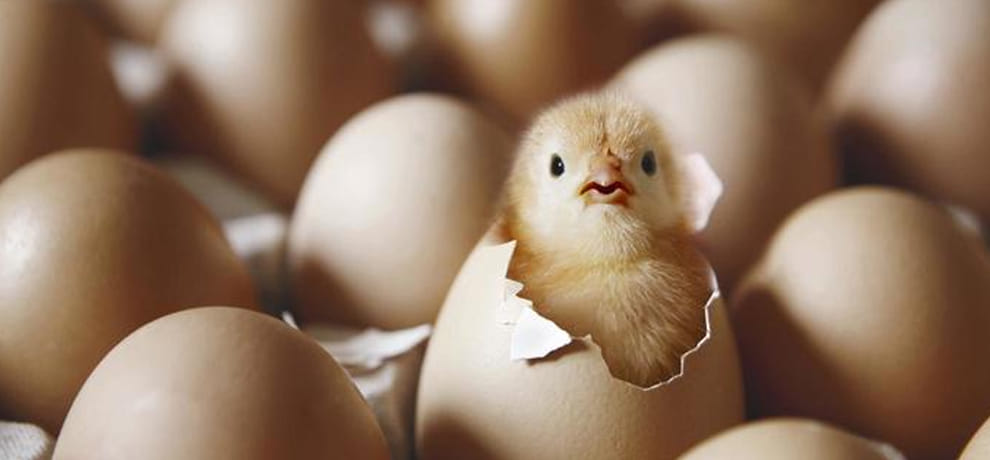 genetic transform is change the taste of egg