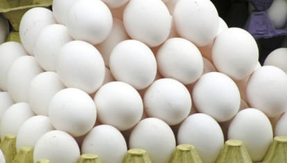 genetic transform is change the taste of egg