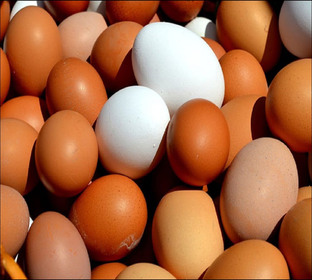 science giving the answer egg vegetarian or non vegetarian