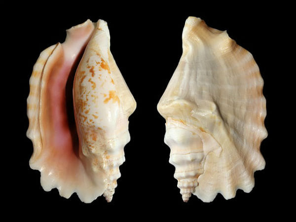 These 4 benefits are made by the sound of the conch
