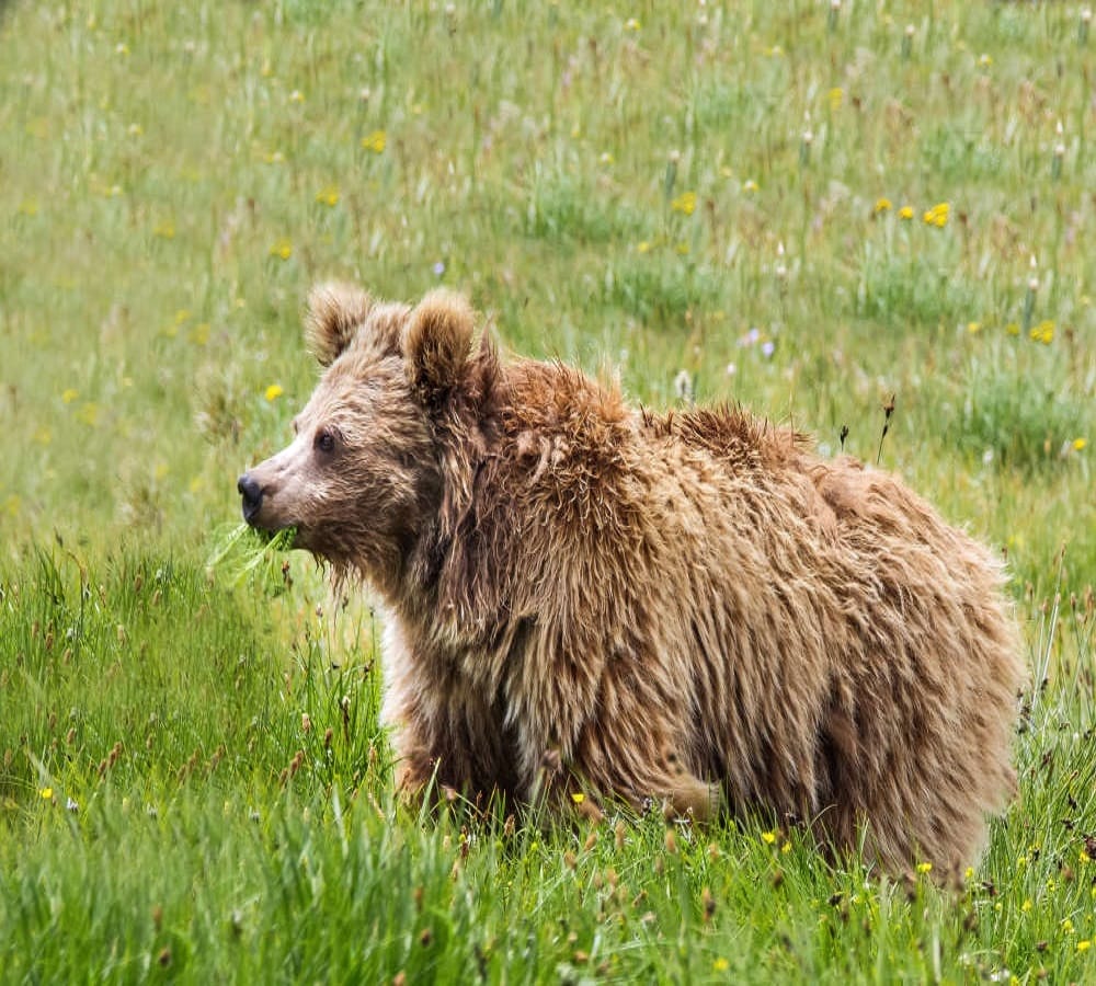 WildLife Department Hamirpur Division will conduct census of bear
