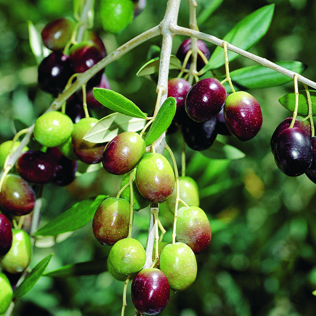 now olive tea can be produce in rajasthan here are its benefits 