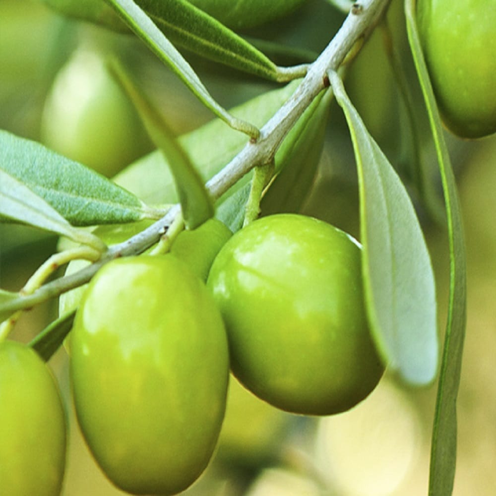 now olive tea can be produce in rajasthan here are its benefits 