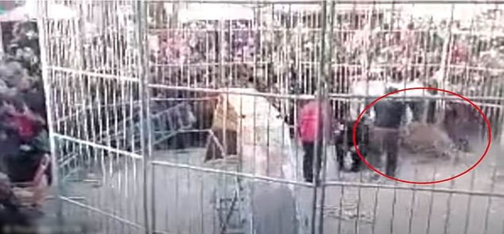 Tiger Escapes from Circus Show, Injures Two Children