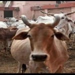 cow