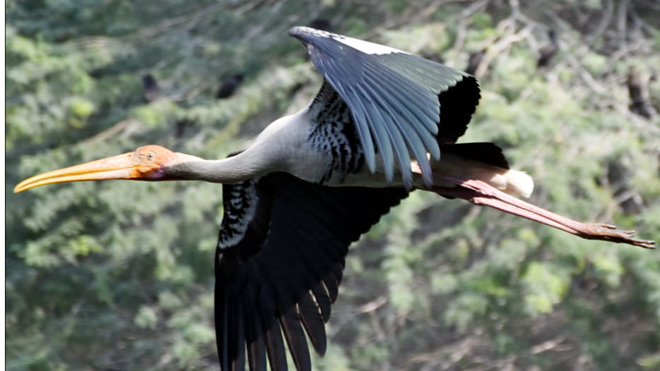 Himalayan bird arrived in Zoo
