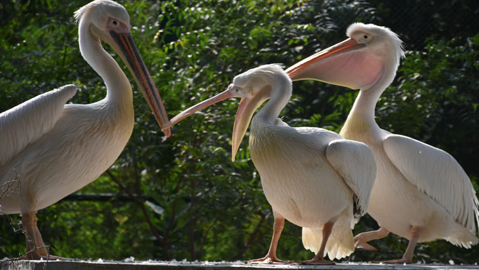 Himalayan bird arrived in Zoo