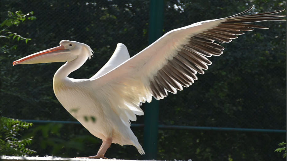 Himalayan bird arrived in Zoo