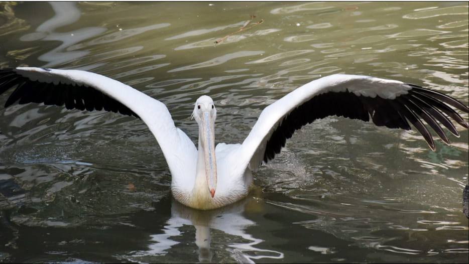 Himalayan bird arrived in Zoo