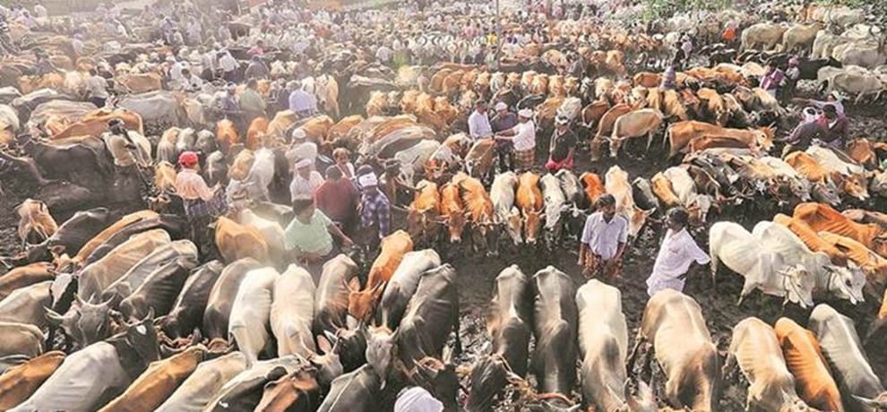 centre government will withdraw its notification of ban on sale of cattle for slaughter
