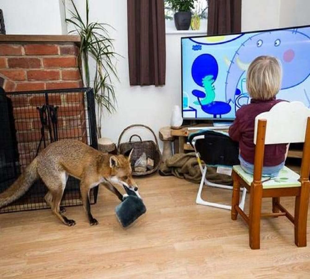 dangerous animal pet for children here