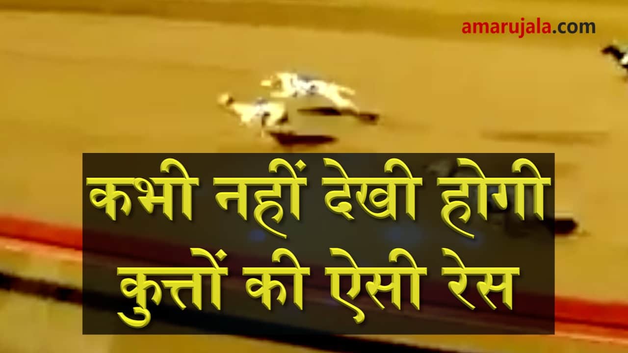 Dog race in Qatar shall leave you biting nails special story