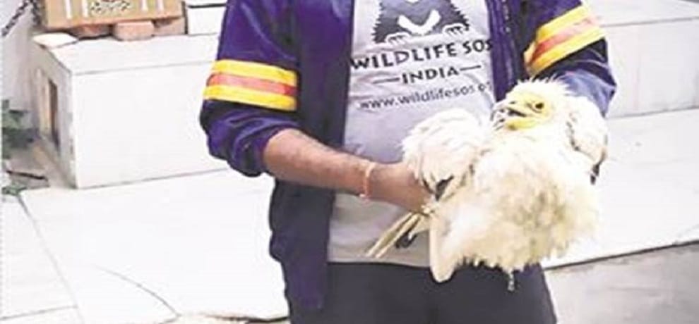 Endangered species Egyptian vulture rescued from temple in Delhi priest called for help