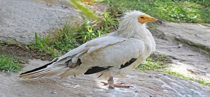 Endangered species Egyptian vulture rescued from temple in Delhi priest called for help