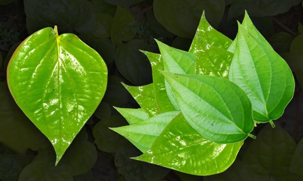 Why use Pan leaf in worship of god 