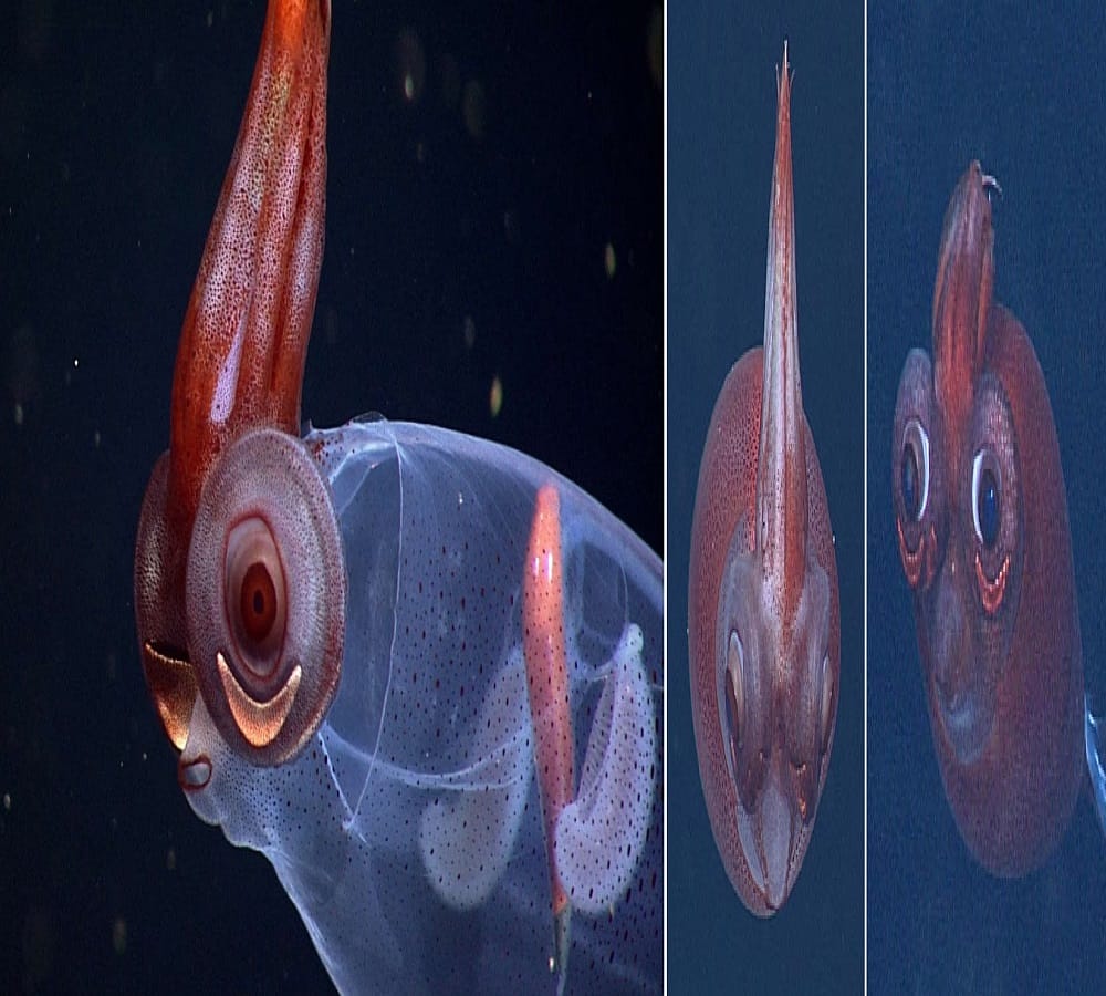 Some strange creatures around the world