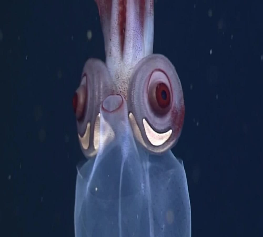 Some strange creatures around the world