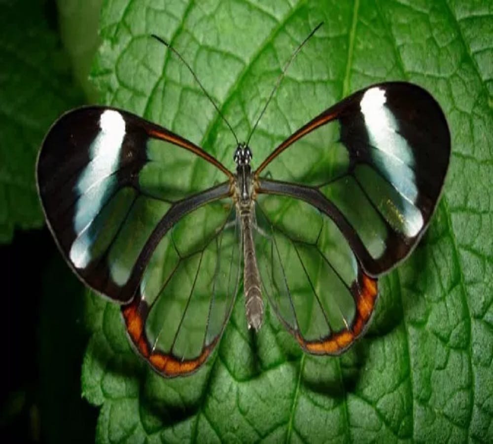 Some strange creatures around the world