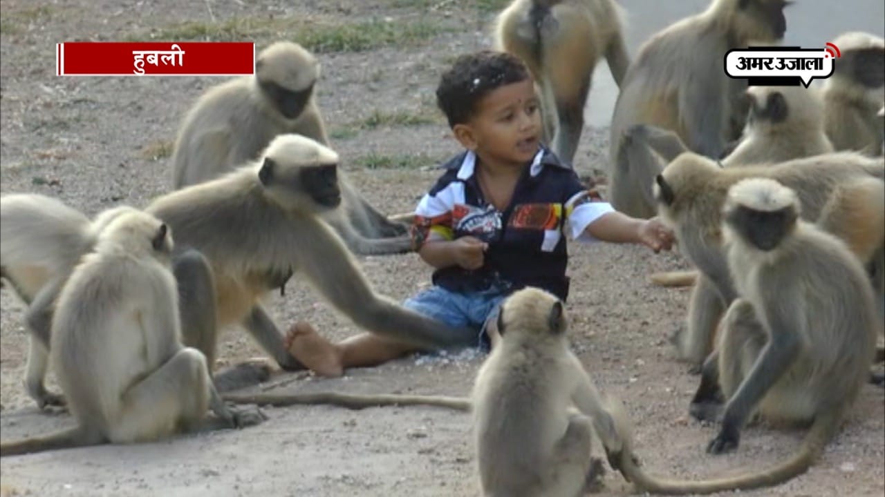 langur