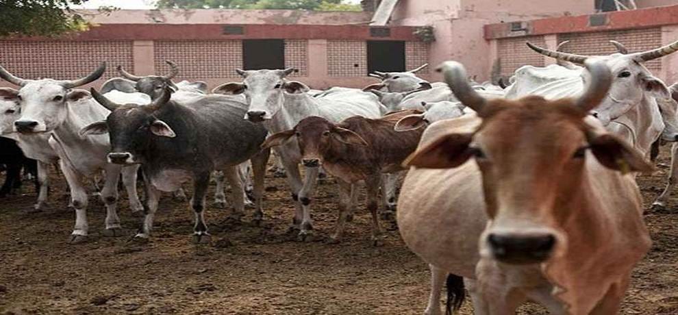 Rajasthan alwar panchayat took a hard step against cow smuggler 