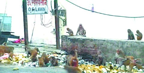 ...यह ‘भोजन’ लोगों के लिए बन रहा मुसीबत