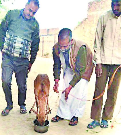 कुत्तों का निवाला बनने से बची हिरणी, ग्रामीण ने दिया सहारा