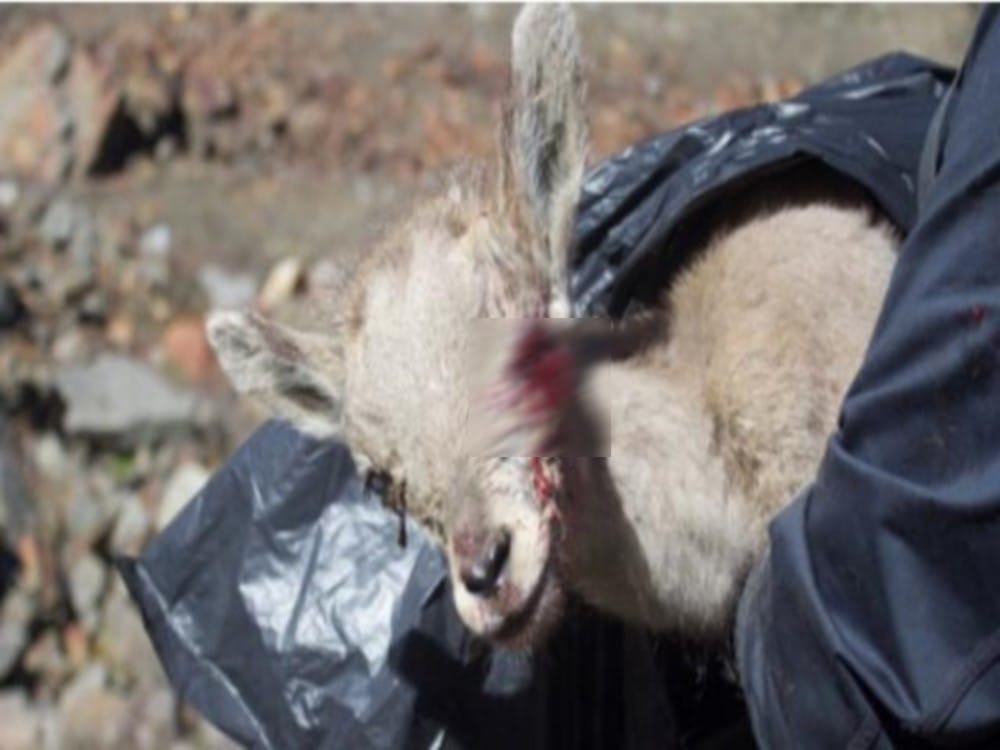 blood comes into Wild Sheep eyes in gangotri national park