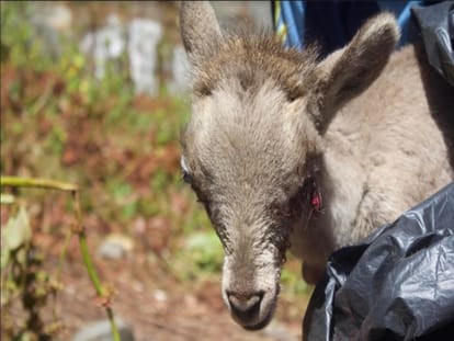 blood comes into Wild Sheep eyes in gangotri national park