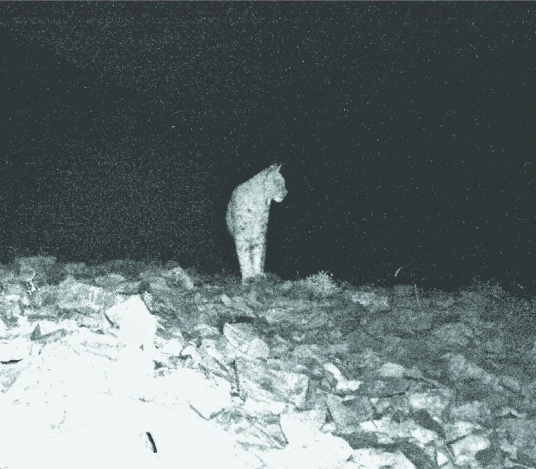 Rare wild cat captured in cctv camera at Gangotri National Park