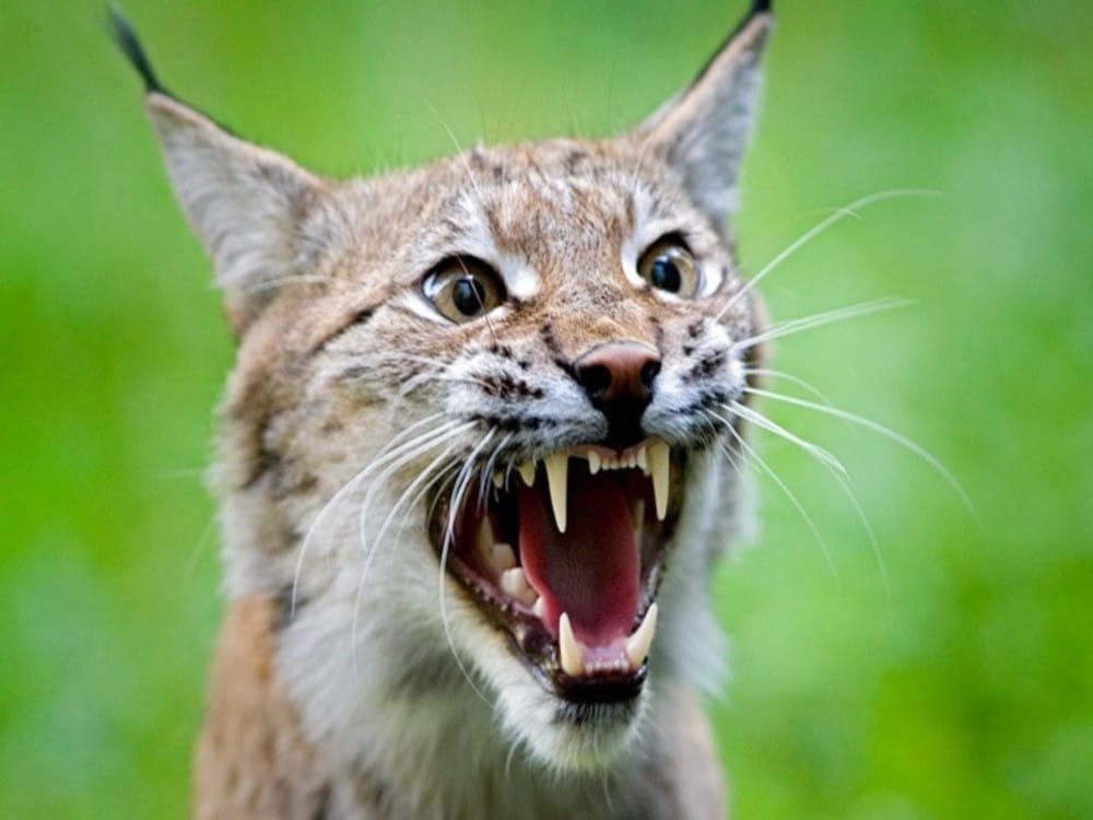 Rare wild cat captured in cctv camera at Gangotri National Park